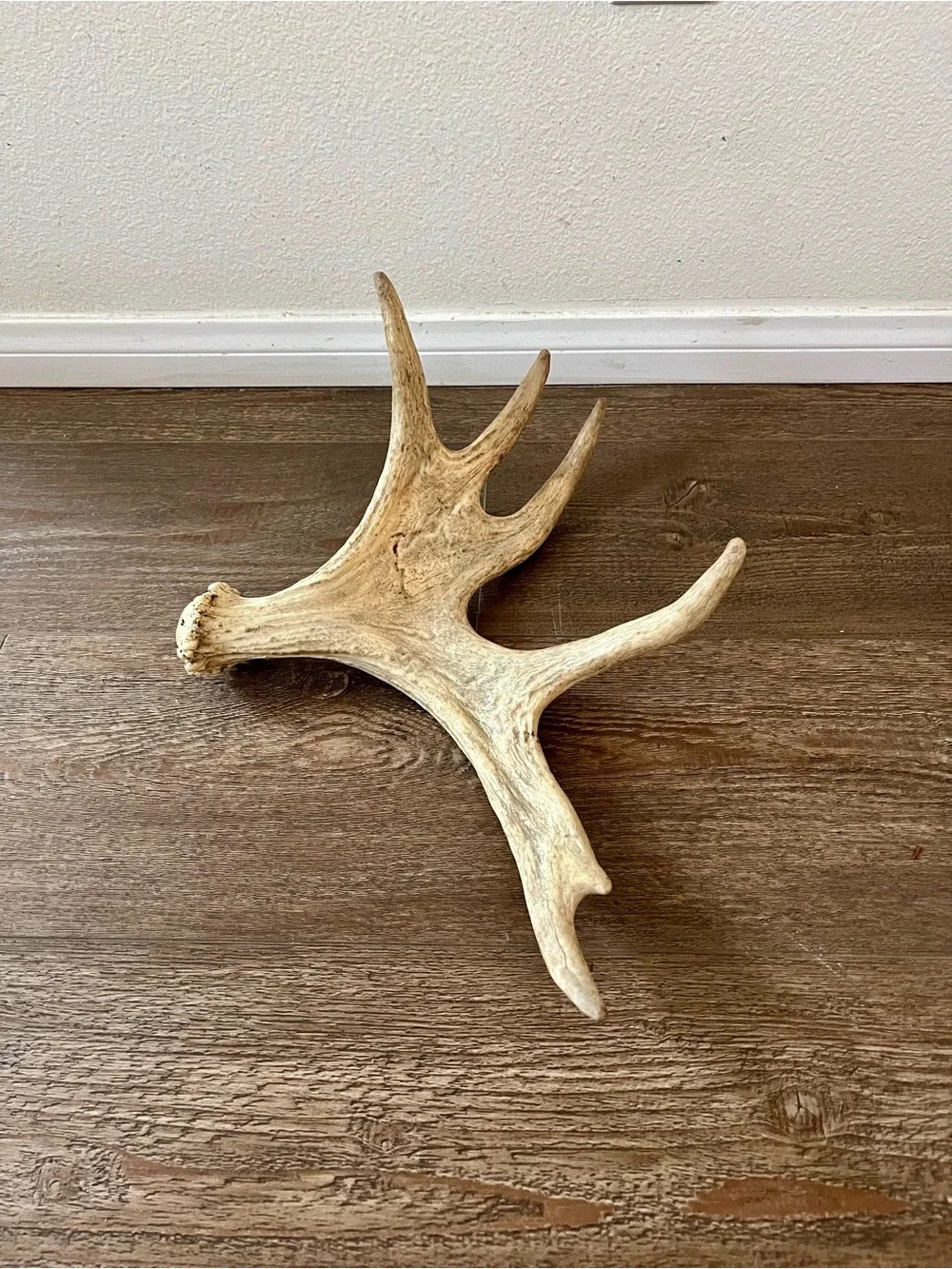 Natural Deer Antler Wall Accent - Cream Decorative Trophy